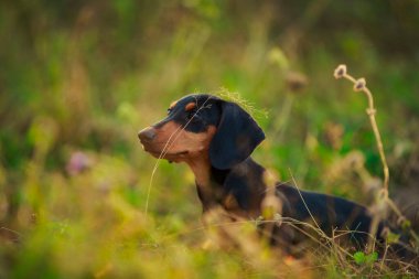 Çimlerin üzerinde duran dachshund köpeği