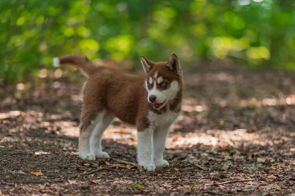 Husky hond wandelen in het park — Stockfoto