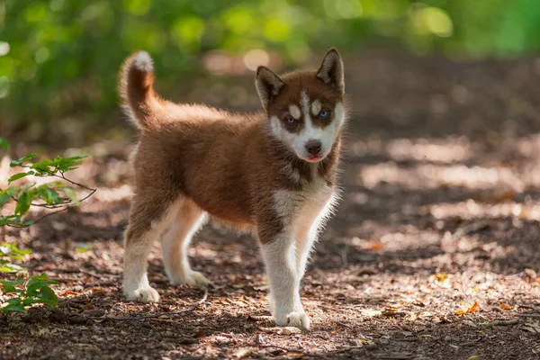 Husky hond wandelen in het park — Stockfoto