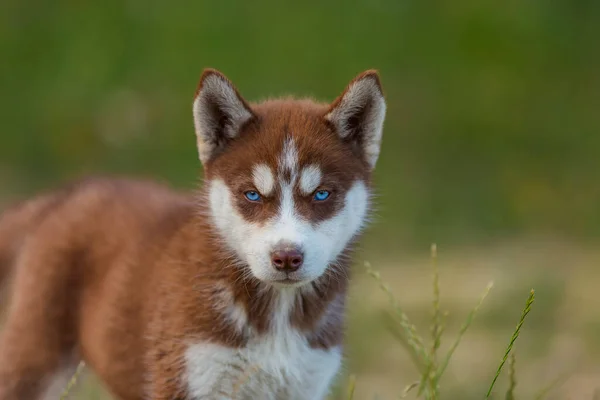 Ritratto di un cane husky dagli occhi azzurri — Foto Stock