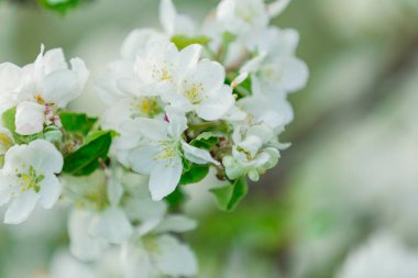 Elma ağacı çiçekleri kapatın.