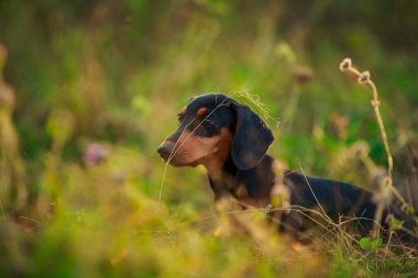 Çimlerin üzerinde duran dachshund köpeği