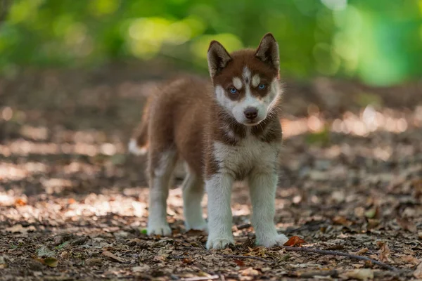 Husky hond wandelen in het park — Stockfoto