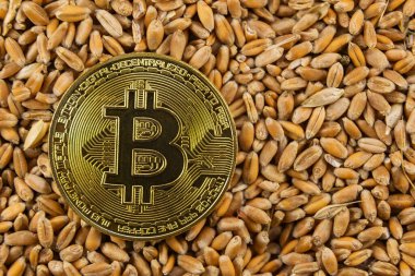 Bitcoin buğday tanesine yatar