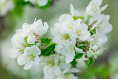 Elma ağacı çiçekleri kapatın.