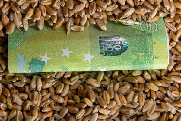 100 euro banknote lies on wheat grains — Stock Photo, Image