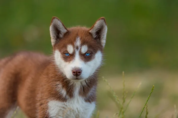 Ritratto di un cane husky dagli occhi azzurri — Foto Stock