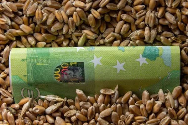 100 євро банкнот лежить на зернах пшениці — стокове фото