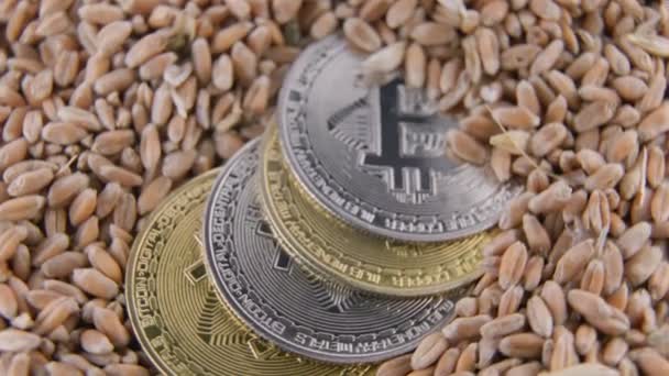 Bitcoin sikkeleri buğday tanelerinin üzerinde yatar — Stok video