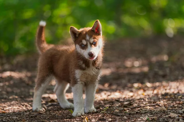 Husky hond wandelen in het park — Stockfoto