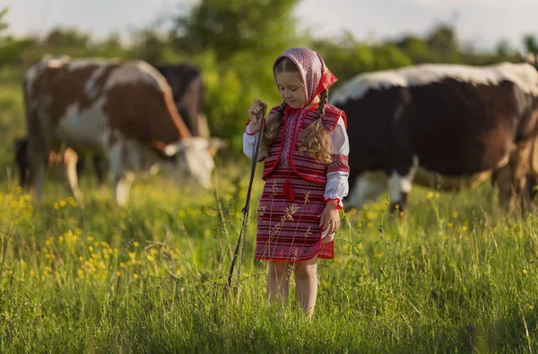 Ребенок ухаживает за коровами — стоковое фото
