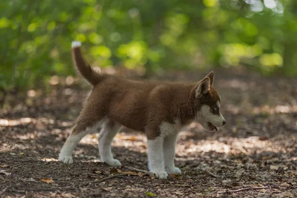 Husky hond wandelen in het park — Stockfoto