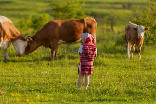 Niño cuidando vacas —  Fotos de Stock