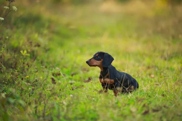 Perro salchicha paseando en la naturaleza —  Fotos de Stock