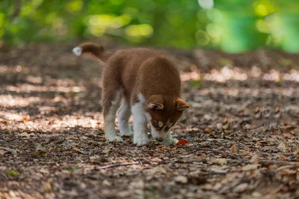 Husky hond wandelen in het park — Stockfoto