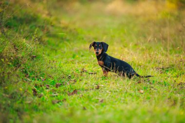 Dachshund köpeği doğada yürüyor.