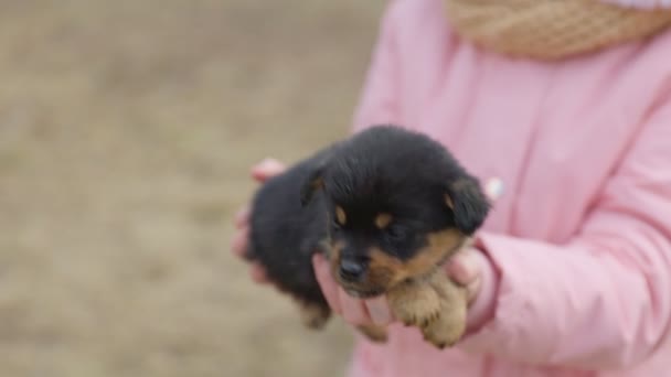 Kleine puppy in de armen van een meisje — Stockvideo