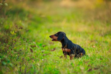 Dachshund köpeği doğada yürüyor.