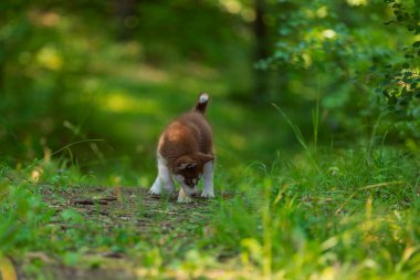 Parkta yürüyen iri yarı bir köpek.