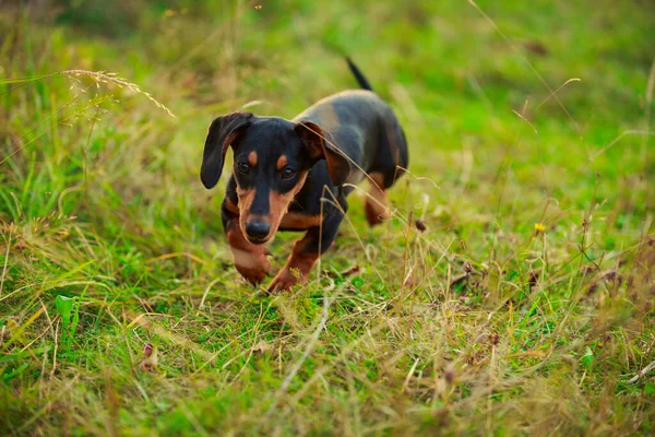 Dachshund dog walking in nature — Stock Photo, Image