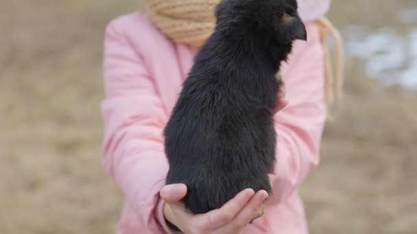 Perrito en los brazos de una niña — Vídeo de stock
