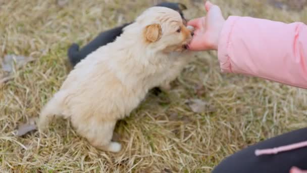 Crianças mão brincando com filhotes de cachorro — Vídeo de Stock