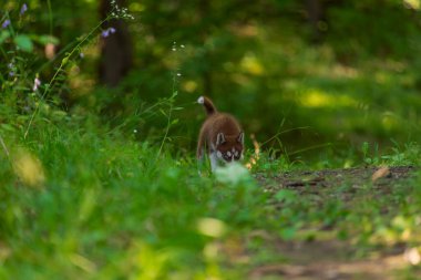 Parkta yürüyen iri yarı bir köpek.