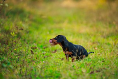Dachshund köpeği doğada yürüyor.