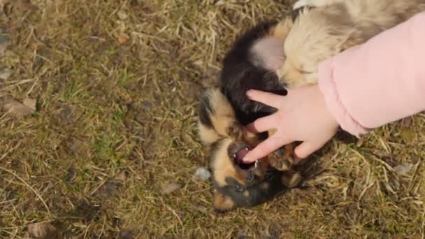 Childs mano jugando con cachorros — Vídeo de stock