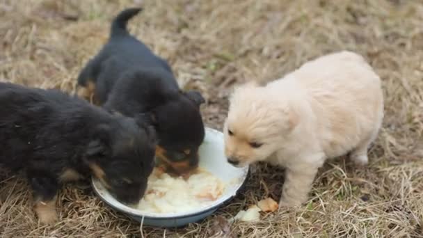 Puppies eten van een bord — Stockvideo