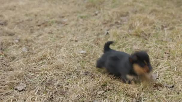 Küçük köpek çimenlerde koşuyor. — Stok video