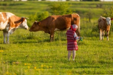 Küçük kız ineklerle ilgileniyor.