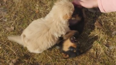 Çocukların elleri yavru köpeklerle oynuyor.