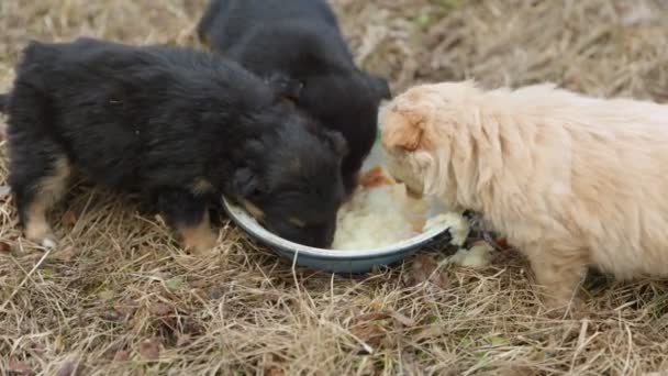 小狗吃盘子里的东西 — 图库视频影像