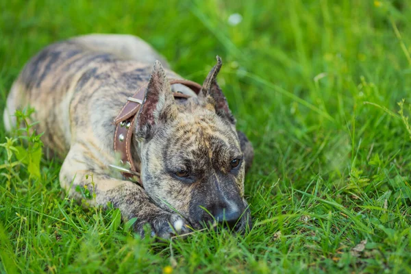 Pitbull köpeği çimenlerde yatıyor. — Stok fotoğraf