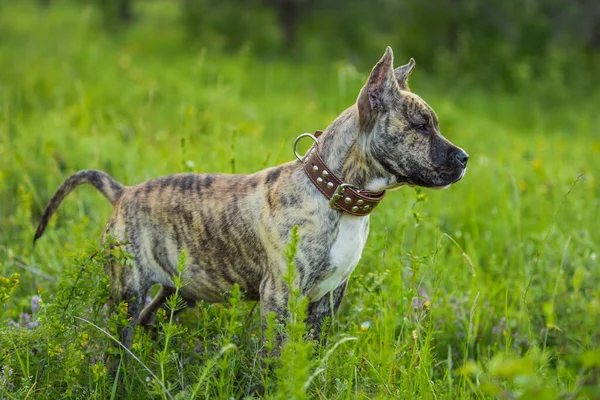 Πορτραίτο σκύλου pit bull — Φωτογραφία Αρχείου