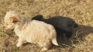 Küçük köpek çimenlerde koşuyor.