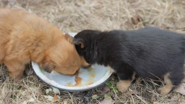 Puppies eten van een bord — Stockvideo