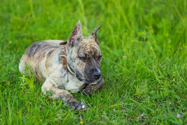 Pit bull dog lies in the grass — Stock Photo, Image