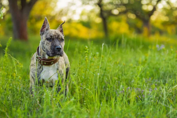 Pit bull perro retrato — Foto de Stock