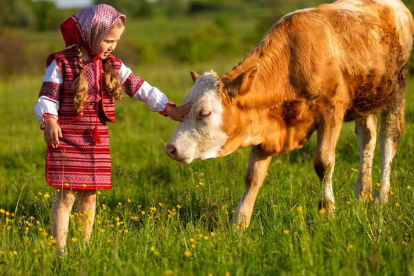 젖소돌보는 어린 소녀 — 스톡 사진
