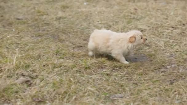 Petit chiot courir sur l'herbe — Video