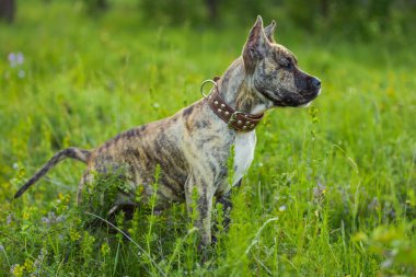 çukur boğa köpek portre
