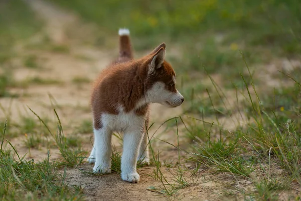 Husky hond wandelen in het park — Stockfoto