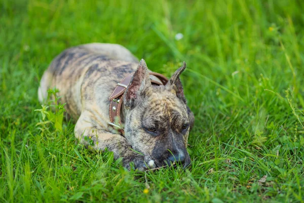 Pit bull dog lies in the grass — Stock Photo, Image