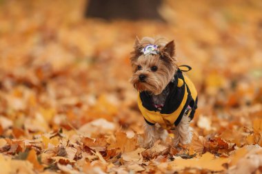 Sonbahar parkında Yorkshire Teriyeri