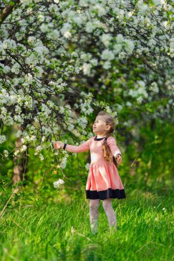 Çocuk çiçek açan bir elma bahçesinde yürüyor.