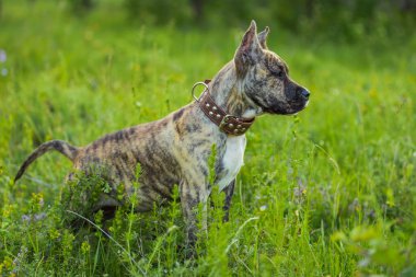 çukur boğa köpek portre