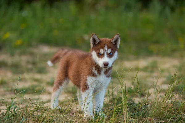 Husky kutya séta a parkban — Stock Fotó
