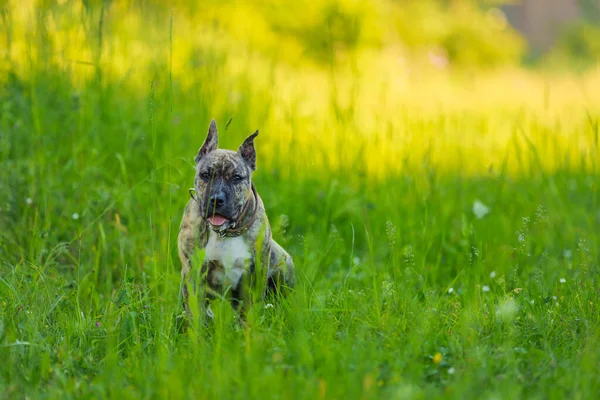 Stier van de kuil hond portret — Stockfoto